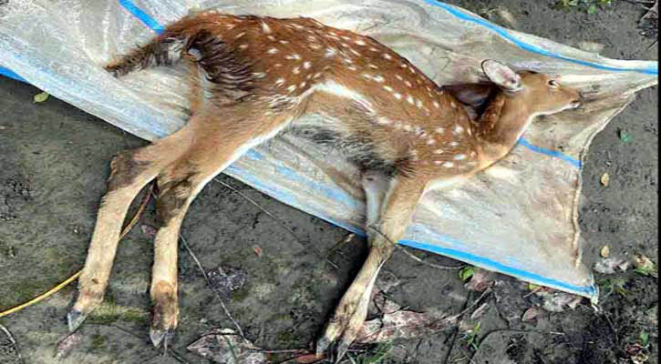 Deer-Dead