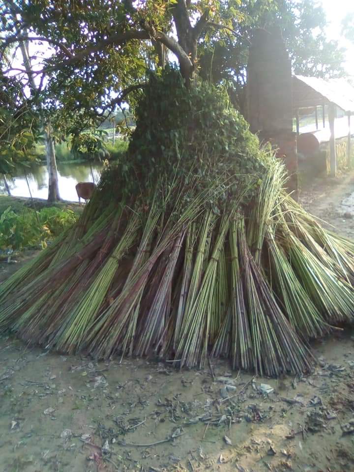 ঠাকুরগাঁওয়ে পাটের বাম্পার ফলন, পানি নেই কৃষক হতাশ