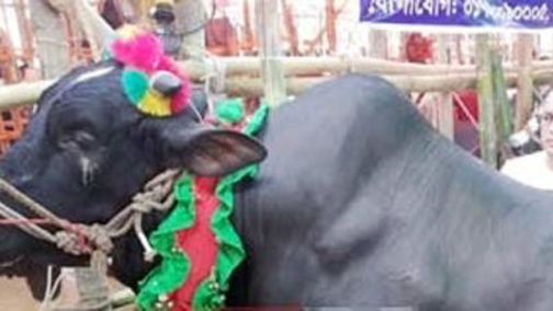 ঝিনাইদহে পশু হাটে গরু আছে ক্রেতা নেই, লোকসানের আশংকায় চাষী ও খামারীরা