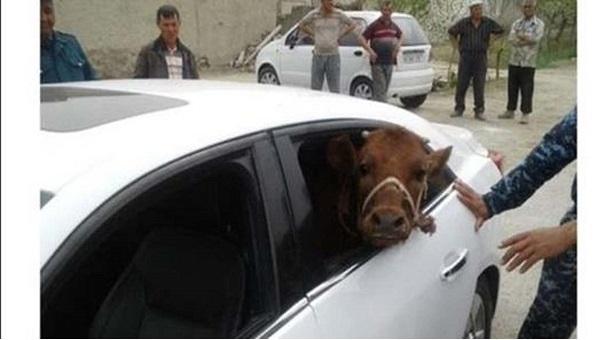 প্রাইভেটকারে গরু চুরি