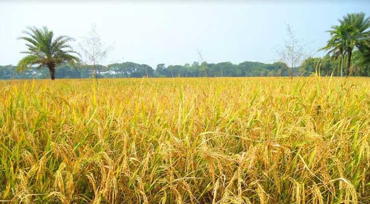 আউশ